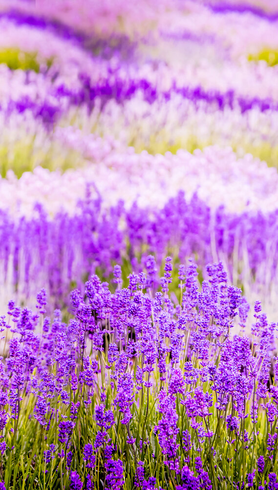 Dutch Wallcoverings Lavendel One Roll One Motif - Grandeco A35901