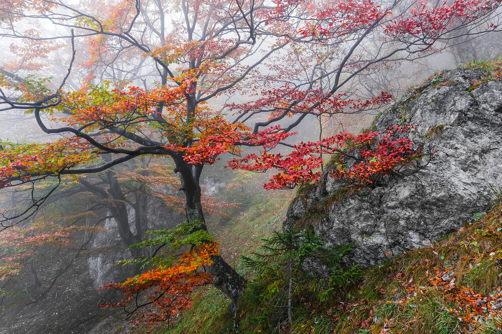 Komar Euphoria SH031-VD3