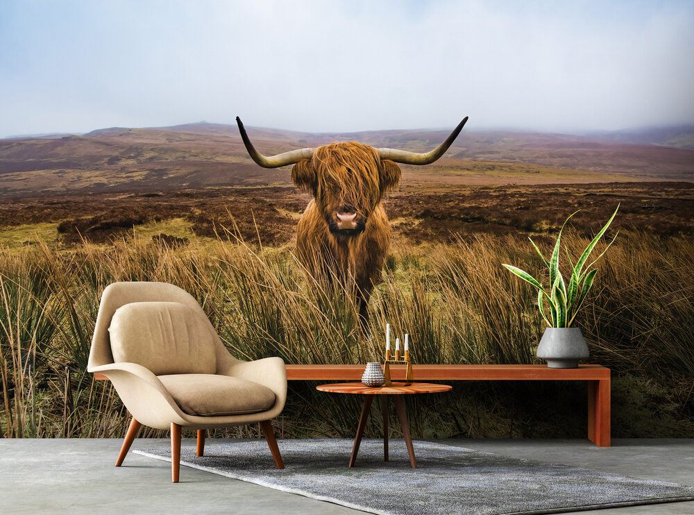 Schotse Hooglander Fotobehang 14168