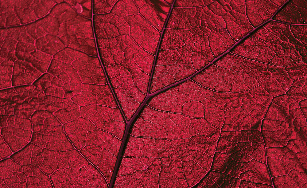 Blad Fotobehang 13570