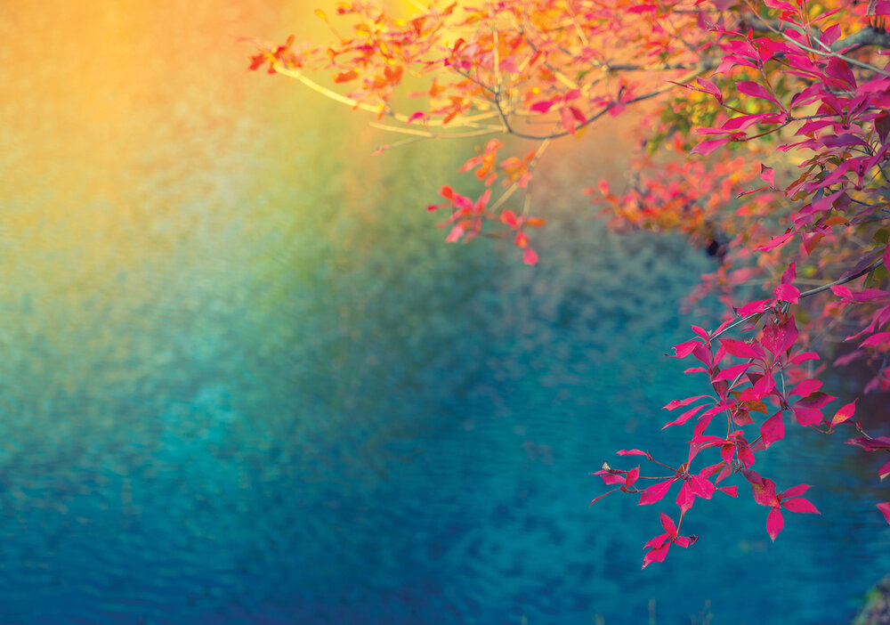 Planten Fotobehang 12647