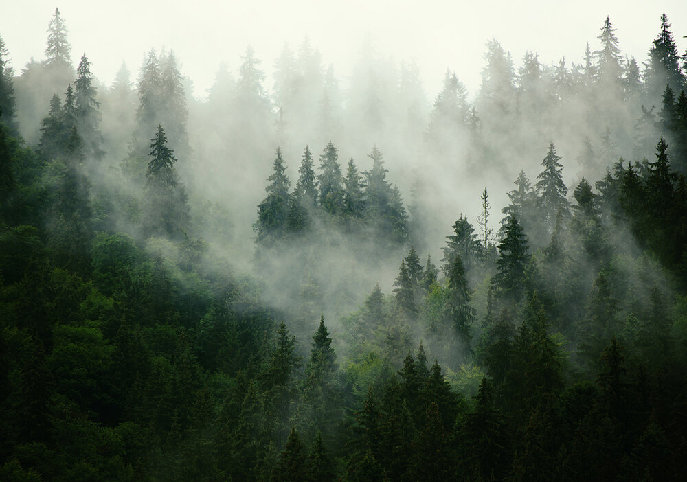 Mistig Bos Groen fotobehang