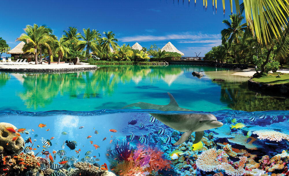 Paradise Onderwaterwereld Dolfijn Fotobehang 3356