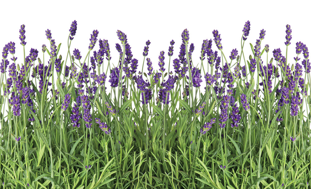 Bloemen Fotobehang 2174