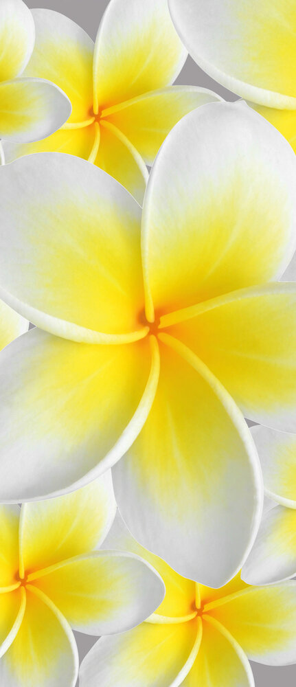 Flowers Deurposter Fotobehang 033VET