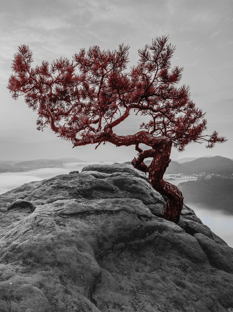 The tree on the rock Fotobehang 11771VEA
