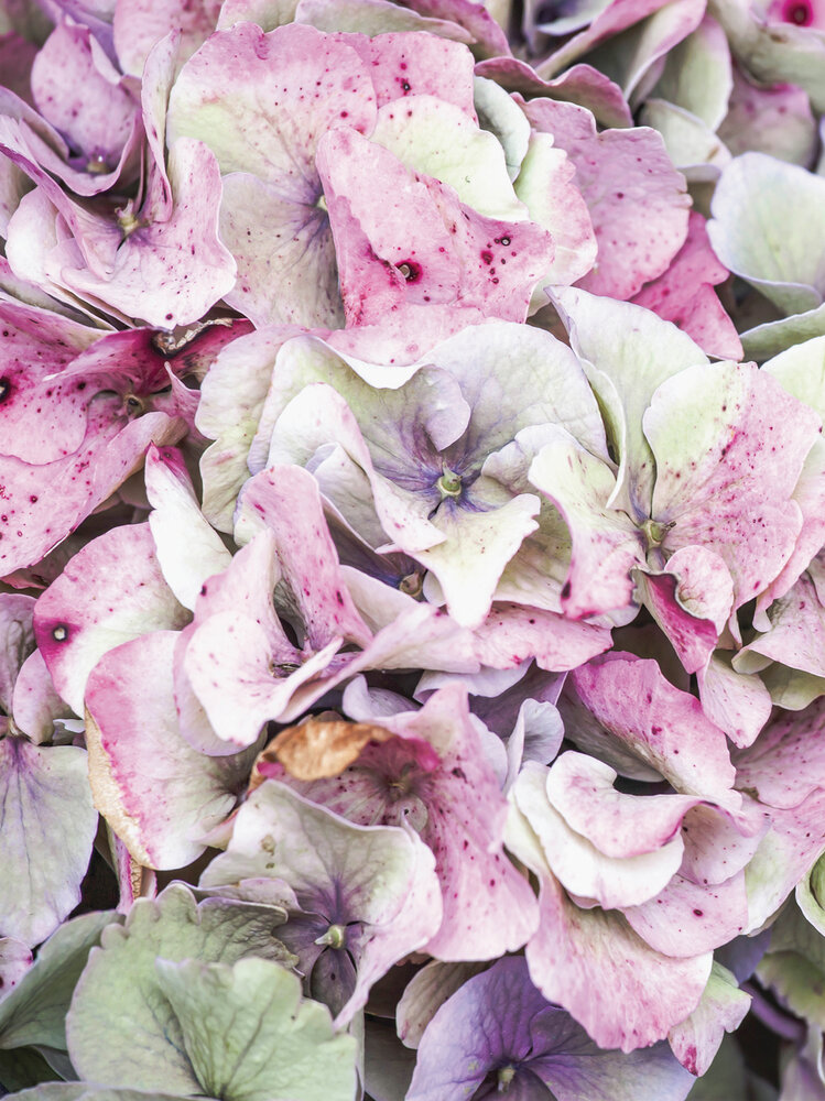 Pastel flowers Fotobehang 12045VEA