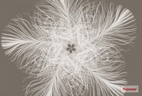 Komar STORIES FEDERSTERN XXL4-006