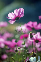 Esta Ginger 158005 (Met Gratis Lijm)