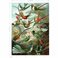 Esta Home| Vogels Tropisch Jungle 158954 (Met Gratis Lijm)