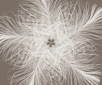 Komar Federstern 006-DV3