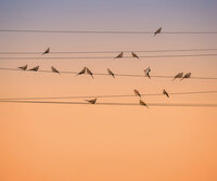 Komar Zugv&ouml;gel 164-DV3