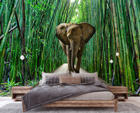 Olifant Fotobehang 14344