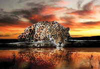 Luipaard Fotobehang 14001