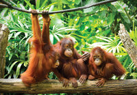 Orang Oetans Fotobehang 3577