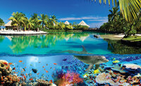 Paradise Onderwaterwereld Dolfijn Fotobehang 3356
