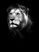 Lion Fotobehang 11768VEA