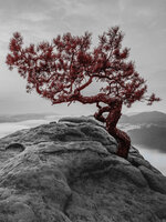 The tree on the rock Fotobehang 11771VEA