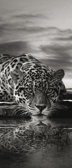 Creeping Jaguar in Black and White Deurposter Fotobehang 218VET