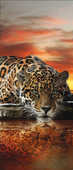 Jaguar Against the Setting Sun Deurposter Fotobehang 126VET