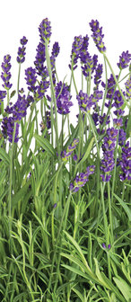 Lavender Deurposter Fotobehang 2174VET