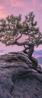 The tree on the rock Deurposter Fotobehang 11749VET