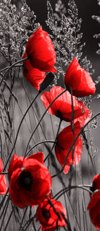 Poppies  Deurposter Fotobehang 11763VET