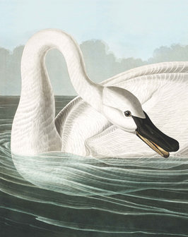 KEK Panel Trumpeter Swan PA-001 (Met Gratis Lijm)