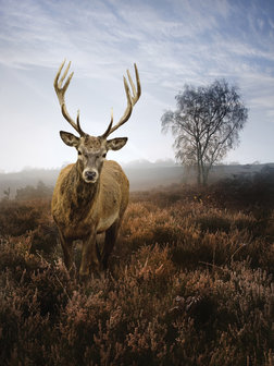 Deer on the Misty Meadow Fotobehang 10319VEA