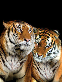 Tigers Fotobehang 10173VEA