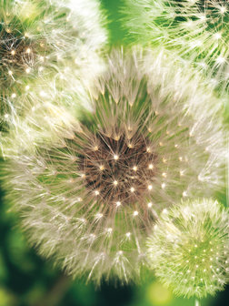 Dandelions on the Green Background Fotobehang 10221VEA