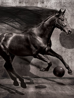 Black Horse Fotobehang 20303VEA