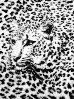Black and White Cheetah Fotobehang 20306VEA