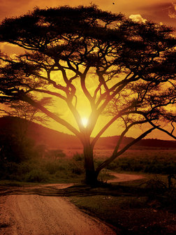 Africa Fotobehang 20316VEA