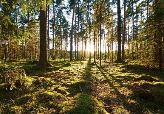 Zonneschijn in het bos Fotobehang 14505