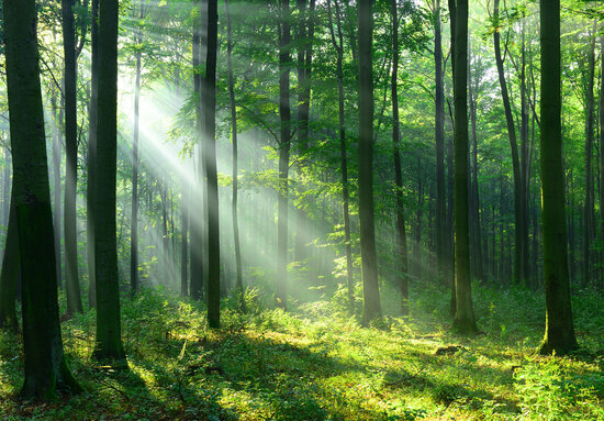 Zonneschijn in het bos Fotobehang 14420