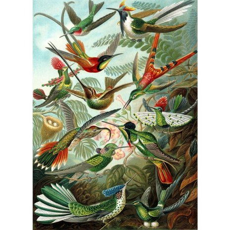 Esta Home| Vogels Tropisch Jungle 158954 (Met Gratis Lijm)