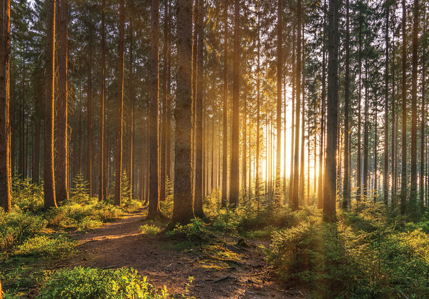 Zonneschijn in het bos Fotobehang 14185