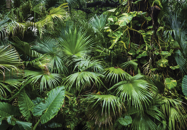 Green Jungle Magic Fotobehang 14082
