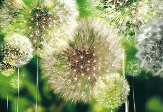 Bloemen Fotobehang 056