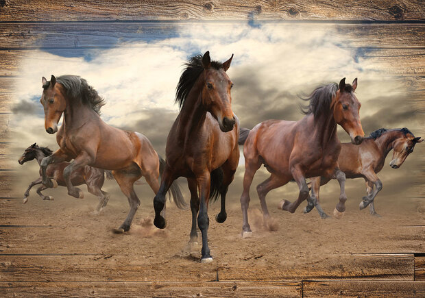 Paarden Fotobehang 10083