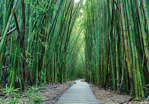 Bamboe Fotobehang 12632