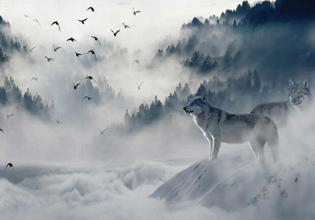 Wolf Fotobehang 12395