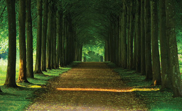 Bomen Fotobehang 2285