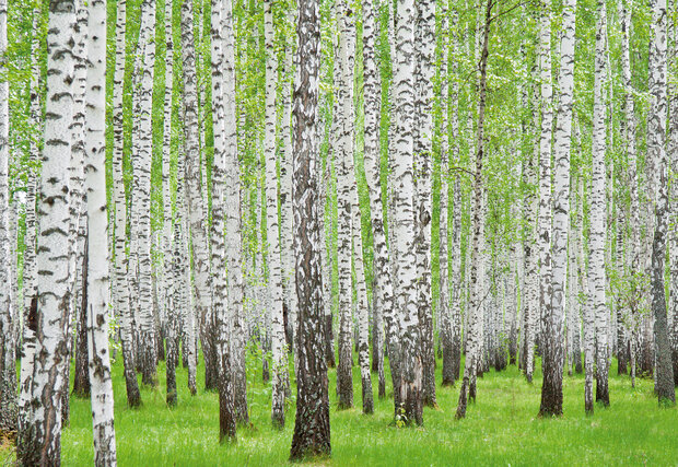 Bomen Fotobehang 157