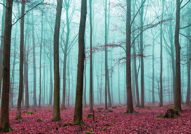 Bomen Fotobehang 2657