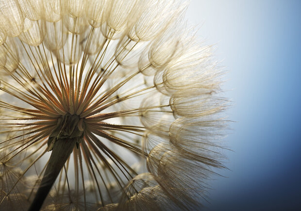 Paardenbloem Fotobehang 11792