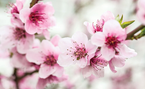 Bloemen Fotobehang 1168