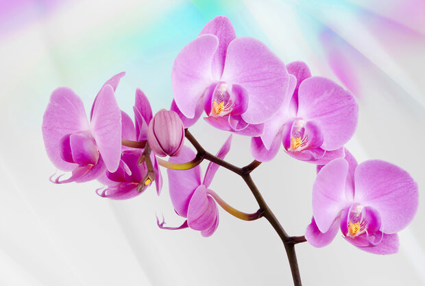 Orchidee Fotobehang 116