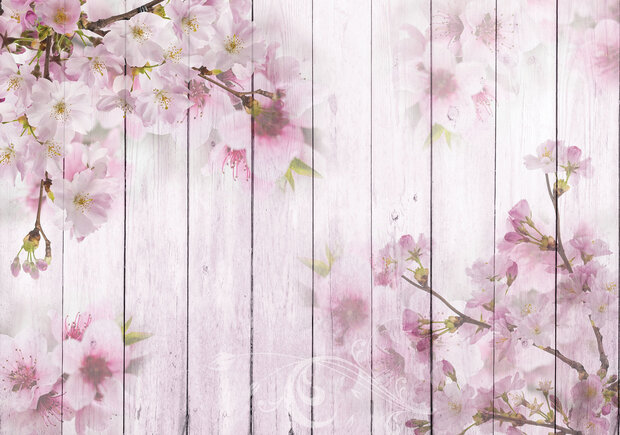 Hout Cherry Blossom Fotobehang 11468